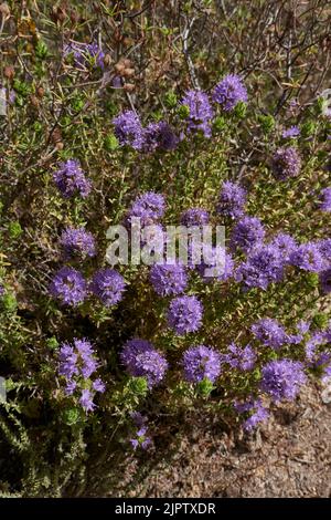 Thymbra capitata in voller Blüte Stockfoto