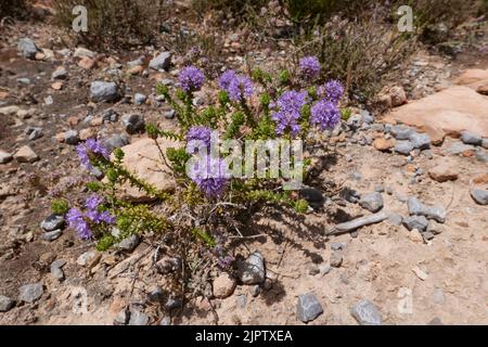 Thymbra capitata in voller Blüte Stockfoto