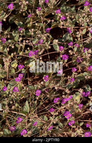 Hinter Four O'Clock (Allionia incarnata var. incarnata), Canyonlands National Park, Utah. Stockfoto