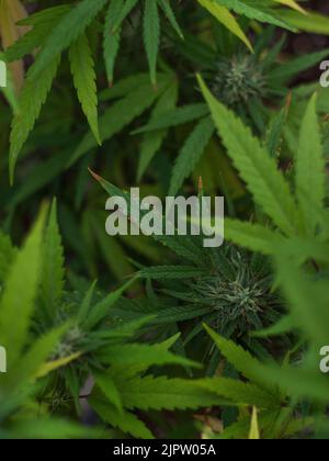 Nahaufnahme von Marihuana vom Gorilla-Typ. Stockfoto
