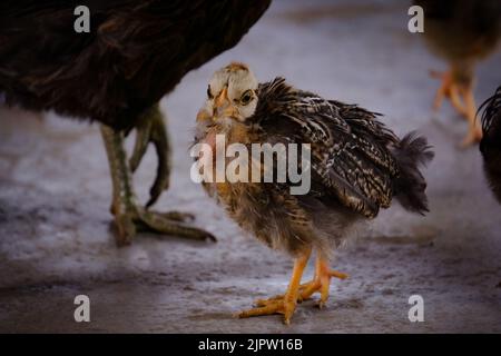 Niedliches Baby Chicken. Die Küken sitzen zu den Füßen der Mutter. Solche Küken werden in den Dörfern und Hügeln von Bangladesch gefunden. Stockfoto