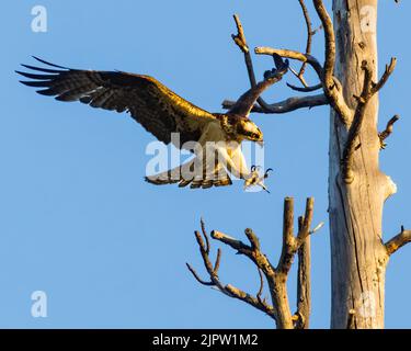 Fischadler (Pandion haliaetus) landete in warmem Licht auf einem toten Baum. Antelope Lake - Plumas County, Kalifornien, USA. Stockfoto