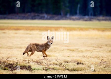 Kojote (Canis latrans) in einem großen Feld mit Blick auf die Kamera. Fotografiert im McCoy Flat Reservoir in Lassen County, Kalifornien, USA. Stockfoto