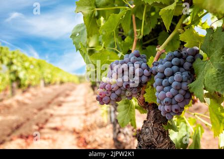 Veraison in einem Weinberg. Trauben mit Beeren, die die Reifephase beginnen. Traditionelle Landwirtschaft. Sardinien. Stockfoto