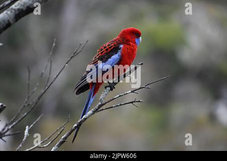 Eine Nahaufnahme eines schönen Crimson Rosella, der auf einem Ast thront Stockfoto