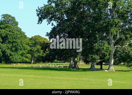 Große Herde Damhirsche (Dama dama) in einem Park in England, Großbritannien Stockfoto