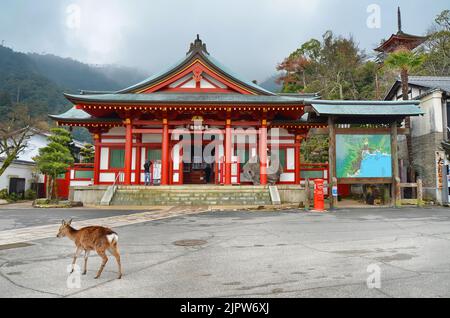 Wildes sika-Hirsch (Cervus nippon), auch bekannt als japanischer Hirsch, bei einem Spaziergang vor der Itsukushima-Schatzhalle auf der Insel Miyajima, Japan. Stockfoto