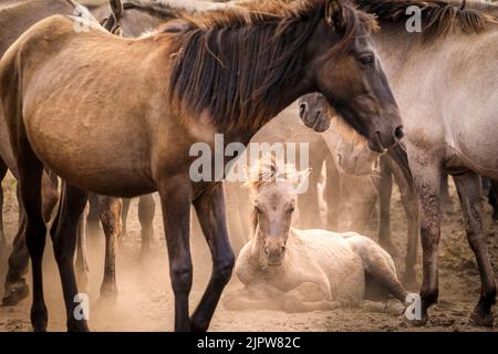 Merfelder Bruch, Westfalen, Deutschland. 20. August 2022. Ein kleines Fohlen ruht im Staub, geschützt von der Herde. Die 300 starken Dülmen Ponys kühlen sich ab, wenn das heiße Sommerwetter anhält. Die bedrohte alte Rasse lebt halbwild in einem geschützten Wald- und Grünland im Naturschutzgebiet Merfelder Bruch bei Dülmen, Westfalen, in Familienclans mit sehr geringer menschlicher Einmischung, abgesehen von gelegentlicher Versorgung mit Heu und Wasser. Kredit: Imageplotter/Alamy Live Nachrichten Stockfoto