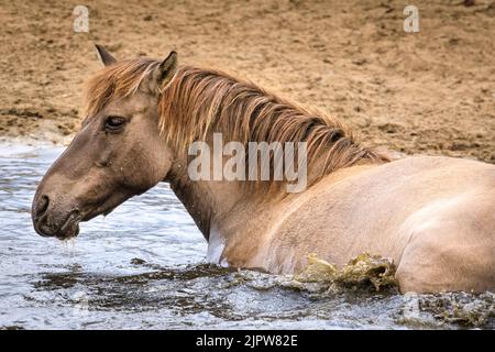 Merfelder Bruch, Westfalen, Deutschland. 20. August 2022. Eine Stute genießt es, im kälteren Wasser herumzurollen. Die 300 starken Dülmen Ponys kühlen sich ab, wenn das heiße Sommerwetter anhält. Die bedrohte alte Rasse lebt halbwild in einem geschützten Wald- und Grünland im Naturschutzgebiet Merfelder Bruch bei Dülmen, Westfalen, in Familienclans mit sehr geringer menschlicher Einmischung, abgesehen von gelegentlicher Versorgung mit Heu und Wasser. Kredit: Imageplotter/Alamy Live Nachrichten Stockfoto