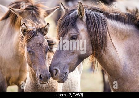 Merfelder Bruch, Westfalen, Deutschland. 20. August 2022. Eine Stute steht schützend mit ihrem Fohlen. Die 300 starken Dülmen Ponys kühlen sich im Staub ab, während das heiße Sommerwetter anhält. Die bedrohte alte Rasse lebt halbwild in einem geschützten Wald- und Grünland im Naturschutzgebiet Merfelder Bruch bei Dülmen, Westfalen, in Familienclans mit sehr geringer menschlicher Einmischung, abgesehen von gelegentlicher Versorgung mit Heu und Wasser. Kredit: Imageplotter/Alamy Live Nachrichten Stockfoto