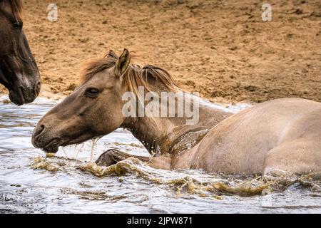 Merfelder Bruch, Westfalen, Deutschland. 20. August 2022. Eine Stute genießt es, im kälteren Wasser herumzurollen. Die 300 starken Dülmen Ponys kühlen sich ab, wenn das heiße Sommerwetter anhält. Die bedrohte alte Rasse lebt halbwild in einem geschützten Wald- und Grünland im Naturschutzgebiet Merfelder Bruch bei Dülmen, Westfalen, in Familienclans mit sehr geringer menschlicher Einmischung, abgesehen von gelegentlicher Versorgung mit Heu und Wasser. Kredit: Imageplotter/Alamy Live Nachrichten Stockfoto