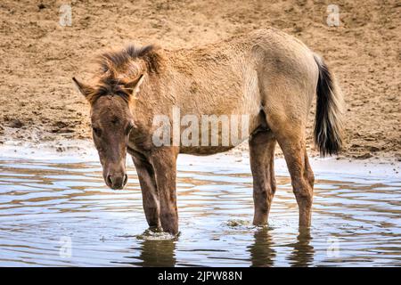 Merfelder Bruch, Westfalen, Deutschland. 20. August 2022. Ein Dummkopf kühlt seine Beine. Die 300 starken Dülmen Ponys kühlen sich ab, wenn das heiße Sommerwetter anhält. Die bedrohte alte Rasse lebt halbwild in einem geschützten Wald- und Grünland im Naturschutzgebiet Merfelder Bruch bei Dülmen, Westfalen, in Familienclans mit sehr geringer menschlicher Einmischung, abgesehen von gelegentlicher Versorgung mit Heu und Wasser. Kredit: Imageplotter/Alamy Live Nachrichten Stockfoto