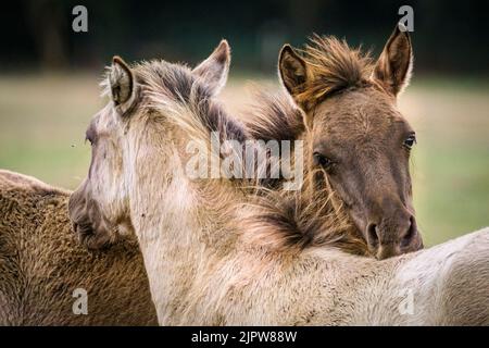 Merfelder Bruch, Westfalen, Deutschland. 20. August 2022. Zwei Fohlen pflegen sich gegenseitig, um lästige Sommerinsekten fernzuhalten. Die 300 starken Dülmen Ponys kühlen sich ab, wenn das Sommerwetter anhält. Die bedrohte alte Rasse lebt halbwild in einem geschützten Wald- und Grünland im Naturschutzgebiet Merfelder Bruch bei Dülmen, Westfalen, in Familienclans mit sehr geringer menschlicher Einmischung, abgesehen von gelegentlicher Versorgung mit Heu und Wasser. Kredit: Imageplotter/Alamy Live Nachrichten Stockfoto