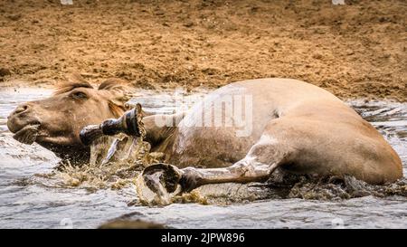 Merfelder Bruch, Westfalen, Deutschland. 20. August 2022. Eine Stute genießt es, im kälteren Wasser herumzurollen. Die 300 starken Dülmen Ponys kühlen sich ab, wenn das heiße Sommerwetter anhält. Die bedrohte alte Rasse lebt halbwild in einem geschützten Wald- und Grünland im Naturschutzgebiet Merfelder Bruch bei Dülmen, Westfalen, in Familienclans mit sehr geringer menschlicher Einmischung, abgesehen von gelegentlicher Versorgung mit Heu und Wasser. Kredit: Imageplotter/Alamy Live Nachrichten Stockfoto