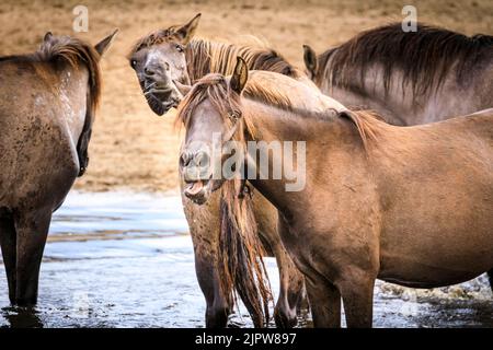 Merfelder Bruch, Westfalen, Deutschland. 20. August 2022. Die 300 starken Dülmen Ponys kühlen sich im Wasser ab, wenn das heiße Sommerwetter anhält. Die bedrohte alte Rasse lebt halbwild in einem geschützten Wald- und Grünland im Naturschutzgebiet Merfelder Bruch bei Dülmen, Westfalen, in Familienclans mit sehr geringer menschlicher Einmischung, abgesehen von gelegentlicher Versorgung mit Heu und Wasser. Kredit: Imageplotter/Alamy Live Nachrichten Stockfoto