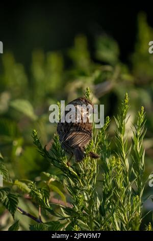 Kleiner Vogel auf einem Busch im dramatischen späten Nachmittagslicht Stockfoto