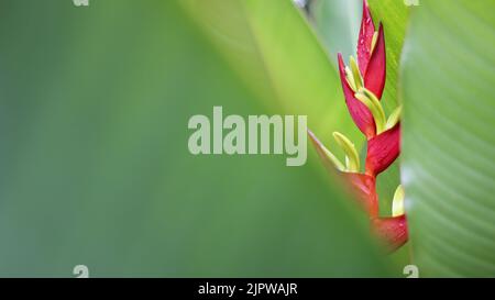 Heliconia, Zierblume, die in feuchten tropischen Wäldern gefunden wird Stockfoto