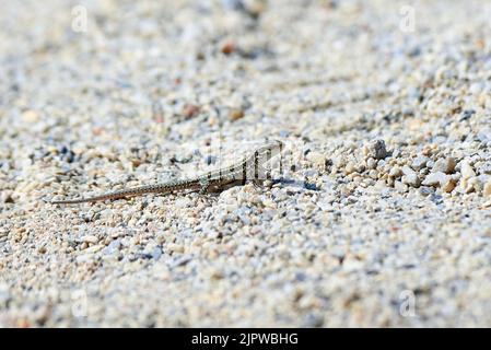 Junge Mauereidechse (Podarcis muralis) Stockfoto