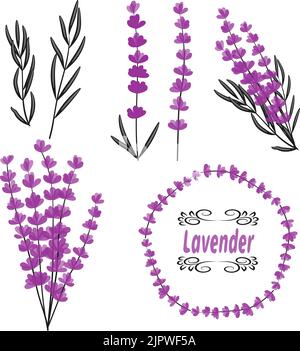 Lavendelvektorsatz. Sammlung von Lavendelblüten, Blättern und Büschel. Stock Vektor