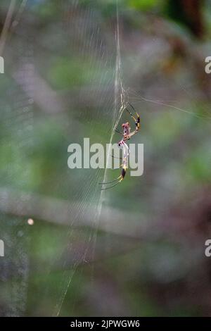 Eine Joro Spider, eine invasive Art aus Asien, kann in Georgia und South Carolina gefunden werden Stockfoto