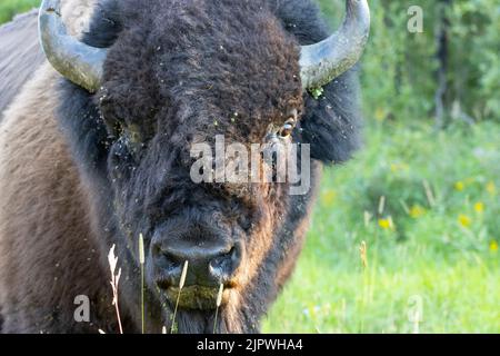 Nahaufnahme des Bison-Gesichts, das die Kamera mit Augenverletzungen ansieht Stockfoto