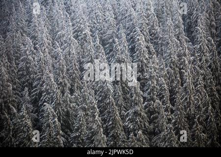 Nadelbäume im Winterwald mit Schnee bedeckt. Stockfoto