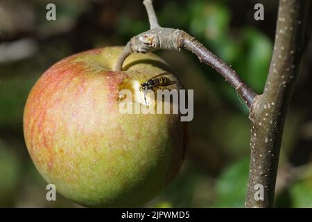 Nahaufnahme verfaulender Apfel mit am-fressenden Wespen (Vespula vulgaris), Familie Vespidae. Sommer, holländischer Garten Stockfoto