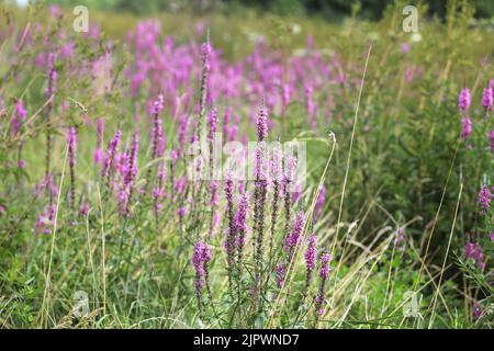 Wiese mit violett-lila blühenden Wildblumen. Unfrieden in freier Wildbahn. (Lythrum salicaria) Stockfoto