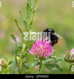 Nahaufnahme einer Hummel auf einer Kleeblatt-Blume in der Natur vor verschwommenem Hintergrund. Blick von oben. Selektiver Fokus. Stockfoto