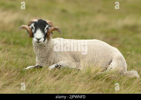 Nahaufnahme eines feinen Swaledale-Widders mit lockigen Hörnern, der sich auf einer Sommerwiese niederlegt und nach vorne zeigt. Hintergrund bereinigen. Speicherplatz kopieren. Horizontal. Stockfoto