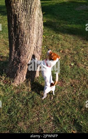 Ein Jack Russell Hund, der an einem Baumstamm steht, sucht neugierig nach Eidechsen. Stockfoto