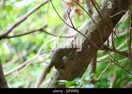 Ein Pallas-Eichhörnchen (Callosciurus erythraeus) auf dem Baum im Wah Fu Estate, Hongkong Stockfoto