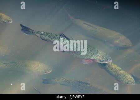 Junge Regenbogenforelle oder Oncorhynchus mykiss in einem Teich in der Tonto Creek Fish Hatchery in Payson, Arizona. Stockfoto