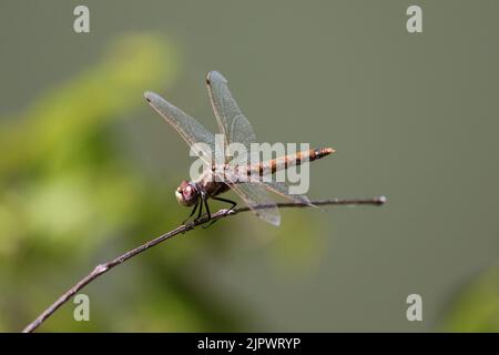 Weibliche, bunte Wiesenhawk oder Sympetrum corruptum, die auf einem Zweig in der Fischbrüterei in Payson, Arizona, brüten. Stockfoto