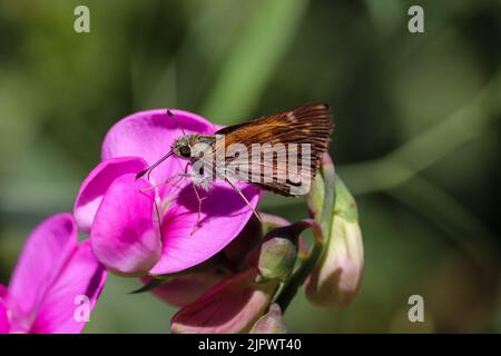 Tawny kantig Skipper oder Polites Themistocles Fütterung auf einer Erbse Blume in der Tonto Fischbrüterei in Payson, Arizona. Stockfoto