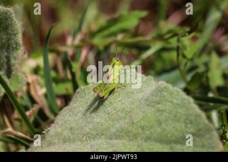 Kleine grüne Heuschreckennymphe, die auf einem Blatt in der Fischbrüterei in Payson, Arizona, ruht. Stockfoto