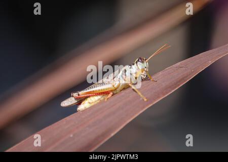Spornkehlige Heuschrecke oder Melanoplus, die auf einem Blatt im Home Depot in Payson, Arizona, ruht. Stockfoto