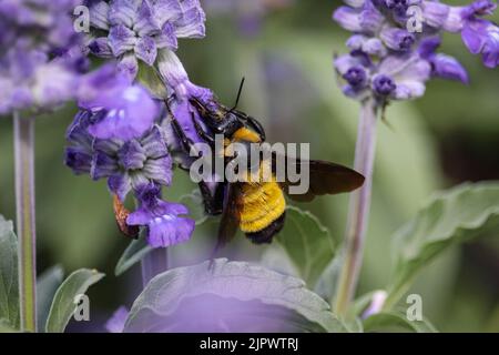 Sonoran Hummel oder Bombus sonorus füttern Salvia Blumen im Home Depot in Payson Arizona. Stockfoto