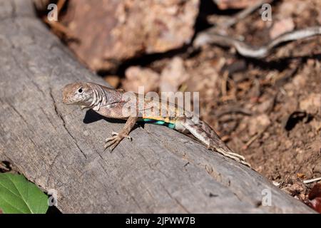 Männliche Ohrmugeleidechse oder Cophosaurus texanus, die auf einem Zweig im Rumsey Park in Payson, Arizona, steht. Stockfoto