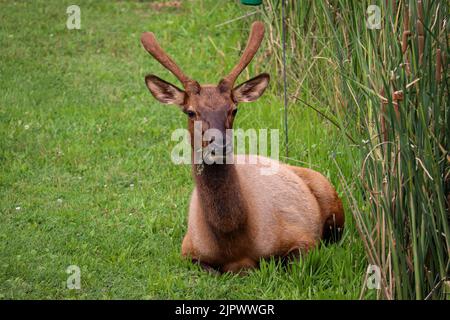 Männlicher Elch oder Cervus canadensis, der im Gras liegt, während er im Green Valley Park in Payson, Arizona, füttert. Stockfoto