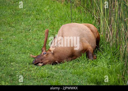 Männliche Elche oder Cervus canadensis füttern und strecken den Hals, während sie im Gras des Green Valley Park in Payson, Arizona, liegen. Stockfoto