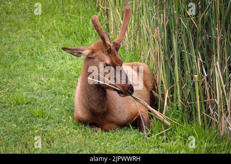 Männlicher Elch oder Cervus canadensis kaut auf den Sattelhacken im Green Valley Park in Payson, Arizona. Stockfoto