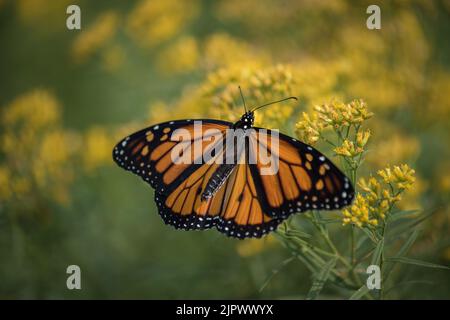 Ein selektiver Fokus einer Monarch-Schmetterlingsmigration auf Goldrute in einem Feld Stockfoto