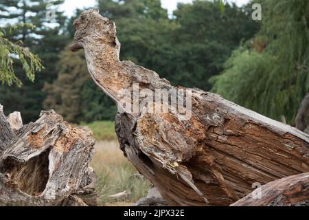 Baum, der nach einem Sturz in einem Sturm verfaulen ließ Stockfoto