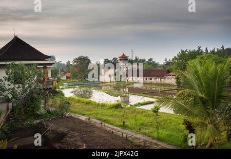 Die Landschaft der Reisfelder. Reisbauern, die in den Reisfeldern im Zentrum von Ubud arbeiten. Die Insel Bali in indonesien in Südostasien. Stockfoto