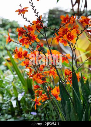 Rot kehlige orange Blüten der winterharten, später im Sommer blühenden aufrechten Staude, Crocosmia 'Walberton's Bright Eyes' Stockfoto