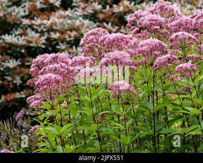 Violette Blüten der mehrjährigen Hanf-Agrimonie, Eupatorium cannabinum 'Purple Bush' in einem Spätsommer-Regenschauer Stockfoto