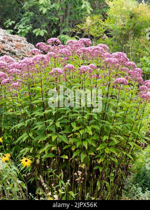 Violette Blüten der mehrjährigen Hanf-Agrimonie, Eupatorium cannabinum 'Purple Bush' in einem Spätsommer-Regenschauer Stockfoto