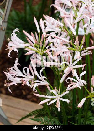 Blassrosa Blüten der herbstblühenden Kapblume, Nerine bowdenii 'Vesta' Stockfoto
