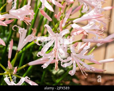 Blassrosa Blüten der herbstblühenden Kapblume, Nerine bowdenii 'Vesta' Stockfoto